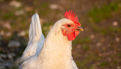 Portrait of hen on a green background