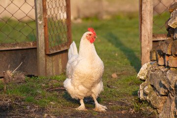 White domestic chicken walking in the garden