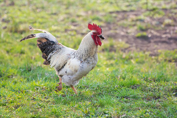 Rural homemade cock with a mouse in its beak