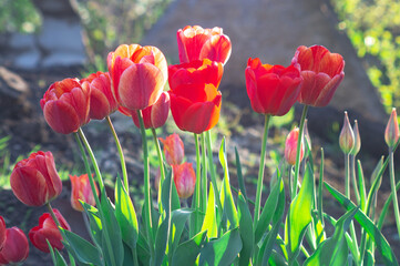 Fototapeta na wymiar Group of colorful tulip. Real live red tulips blooming in early spring in the garden. lit by sunlight. Soft selective focus, tulip close up, toning. Bright colorful tulip photo background