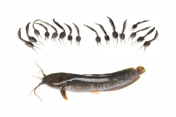 Fresh catfish isolated on a white background, Clarias.