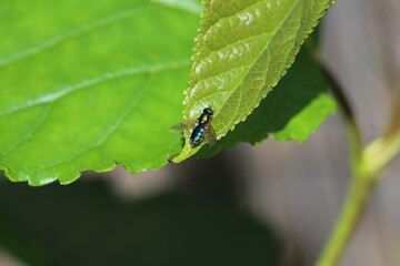 Goldgrüne Waffenfliege - Chloromyia formosa