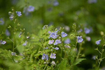 forget me not flowers with fuzzy green background