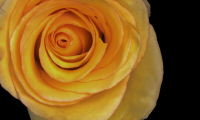 Yellow Rose in Vase with Black Background 