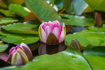 Water lilie © Tobias