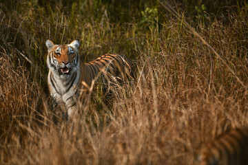 Fototapeta na wymiar Tiger from Jim Corbett national park India