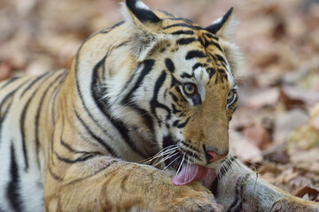 Tiger from bandhavgarh national park India,