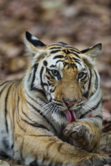 Fototapeta na wymiar Tiger from bandhavgarh national park India