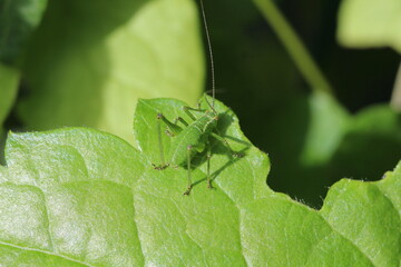 Punktierte Zartschrecke - Leptophyes punctatissima