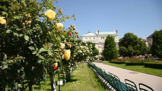 Rose bushes gallery in Rosengarten (Volksgarten) in Vienna, Austria