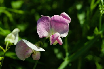 Flower of a flowering bean in the sunshine.