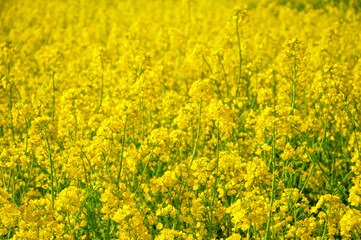 Obraz premium 満開の菜の花 Full bloom rape blossoms blooming in Japan