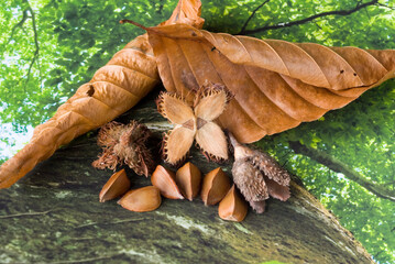 ブナの実開いた種と殻斗 © oonoteruaki