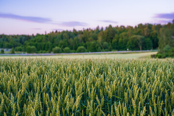 Green wheat field