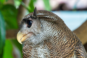 close up of an eagle