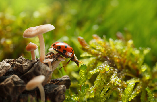 Ladybird beetle on forest floor - Powered by Adobe