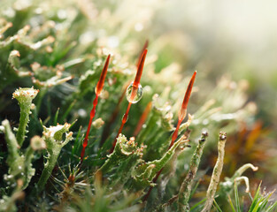 Rain drops on Moss