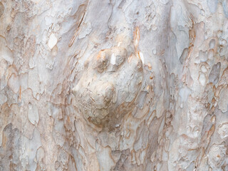 full frame bark of tree for natural background and texture