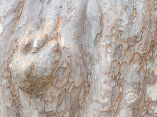 full frame bark of tree for natural background and texture