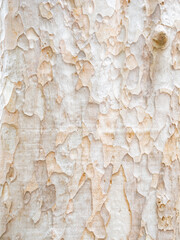 full frame bark of tree for natural background and texture