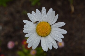 Fototapeta premium daisy in the rain
