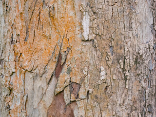 full frame bark of tree for natural background and texture