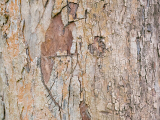 full frame bark of tree for natural background and texture