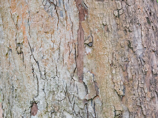 full frame bark of tree for natural background and texture