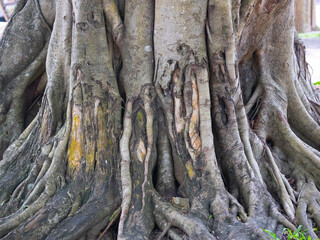 brown trunk of banyan tree forest background