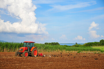 Obraz premium 小浜島のサトウキビ畑 Sugar cane field in Okinawa, Japan