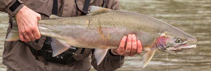 Fresh run skeena male spring steelhead trout with a predator scar
