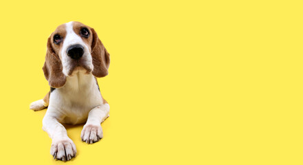 beagle dog on yellow background in studio.