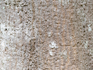 full frame bark of tree for natural background and texture