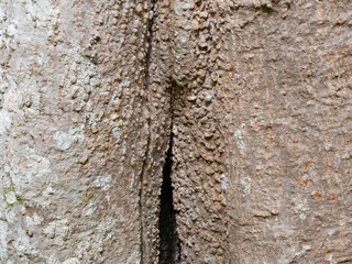 full frame bark of tree for natural background and texture