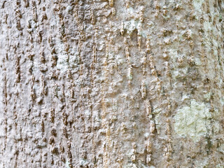 full frame bark of tree for natural background and texture