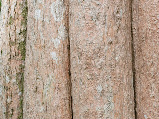 full frame bark of tree for natural background and texture
