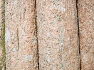 full frame bark of tree for natural background and texture