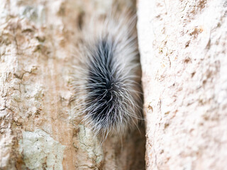 Black hairy catterpillar or large hairy worm on bark of tree trunk in natural tropical forest.