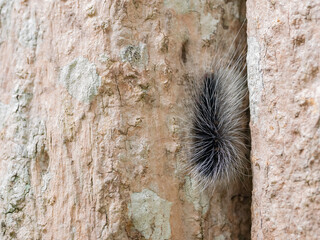 Black hairy catterpillar or large hairy worm on bark of tree trunk in natural tropical forest.