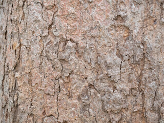 full frame bark of tree for natural background and texture