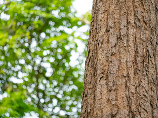 Obraz premium full frame bark of tree with bokeh for natural background and texture