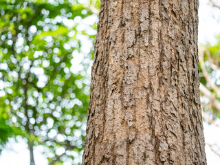 full frame bark of tree with bokeh  for natural background and texture