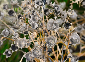 Withered June flower in the flowerbed