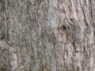 full frame bark of tree for natural background and texture