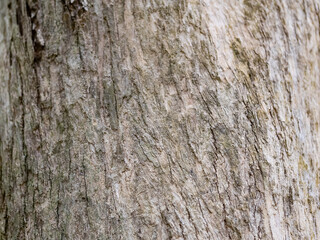 full frame bark of tree for natural background and texture