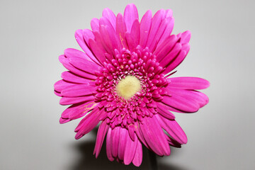 bright pink gerbera flower