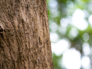 full frame bark of tree with bokeh  for natural background and texture