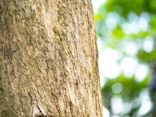 full frame bark of tree with bokeh  for natural background and texture