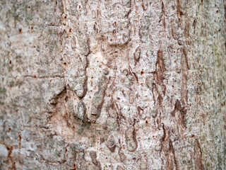 full frame bark of tree for natural background and texture