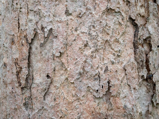 full frame bark of tree for natural background and texture